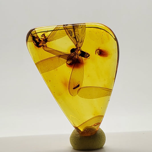 Colombian Amber with 2+ Insects and Inclusions