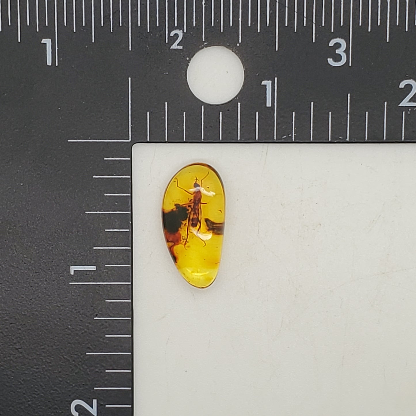 Superb Amber with Insect Inclusion