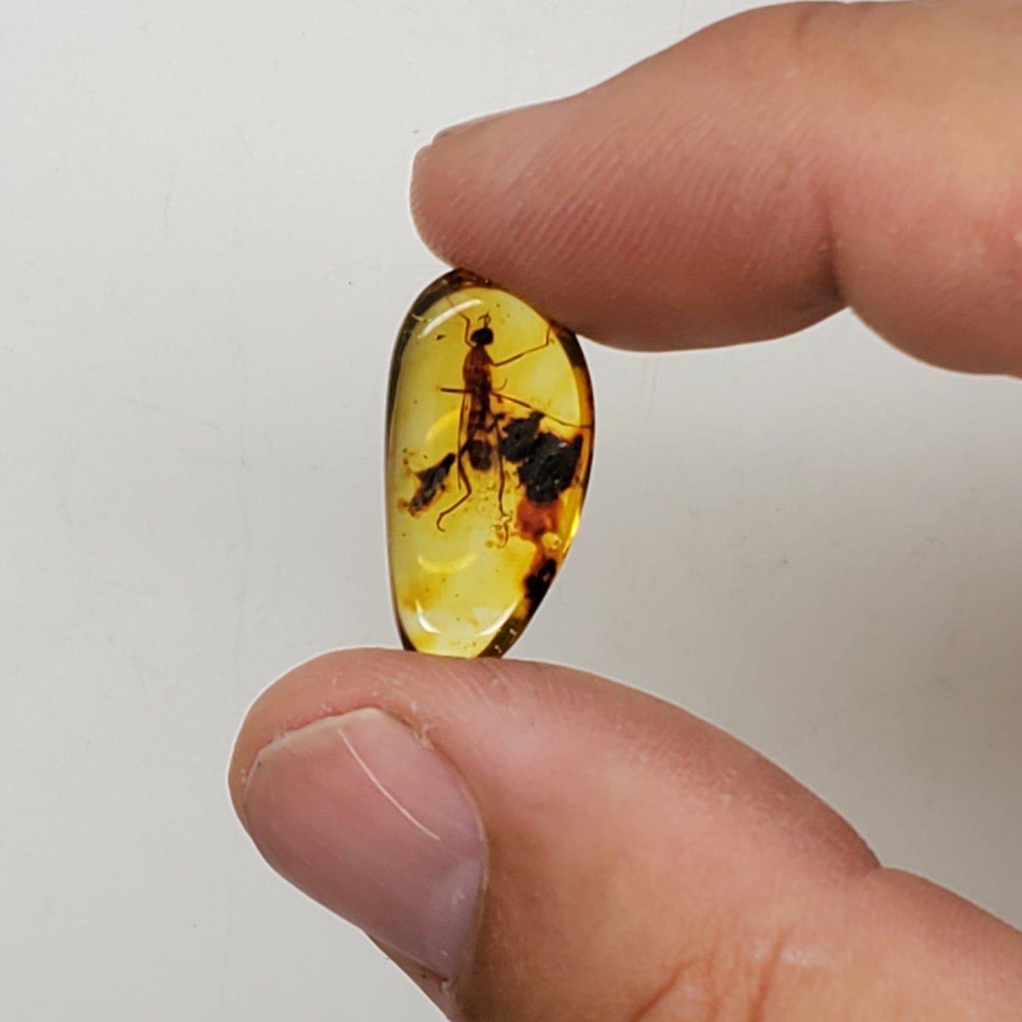 Superb Amber with Insect Inclusion