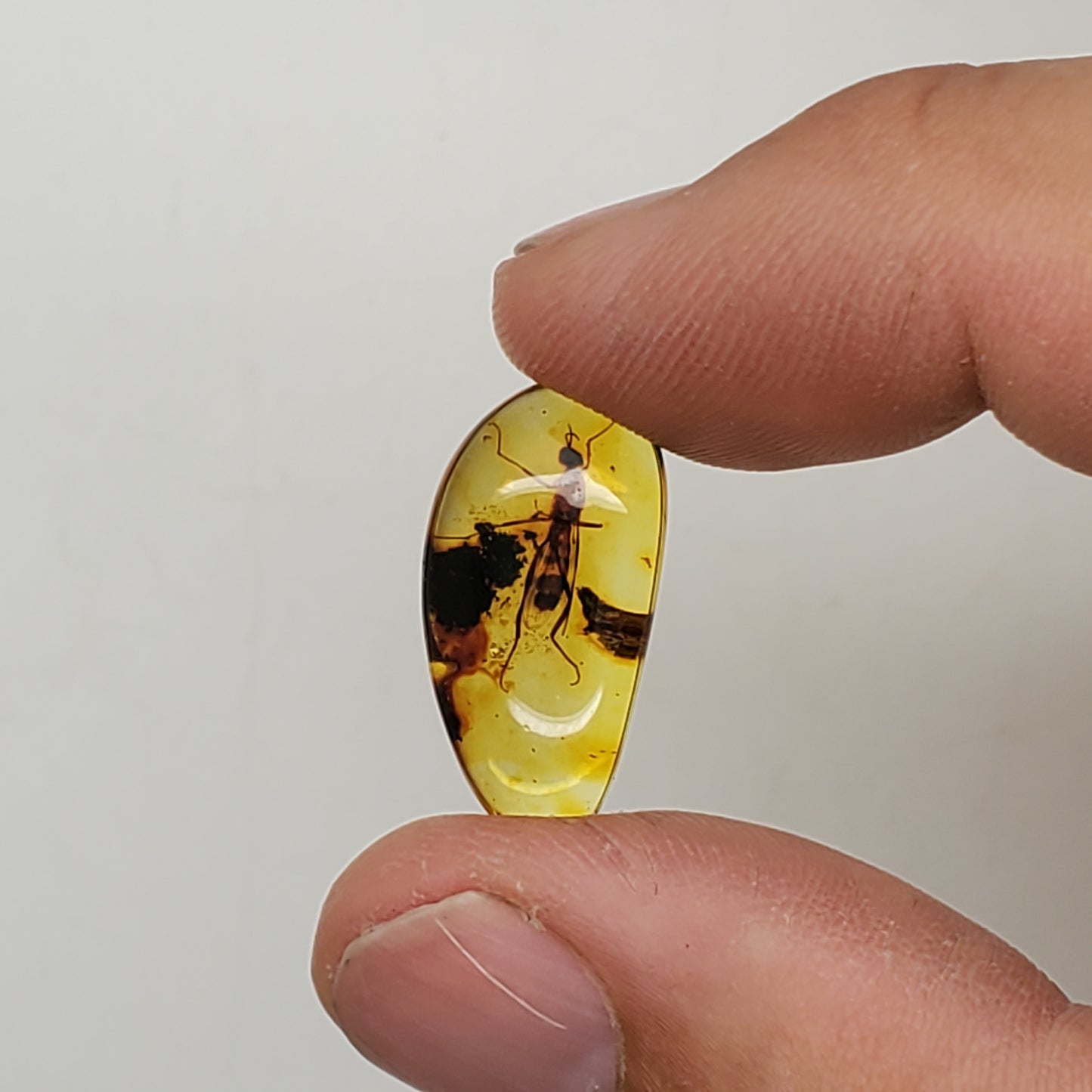 Superb Amber with Insect Inclusion