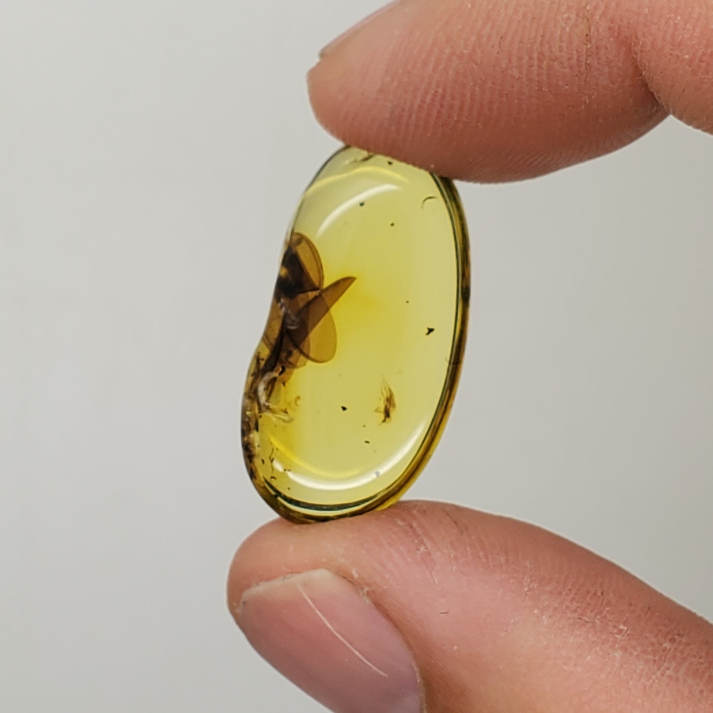 Amber with Insect Parts and Inclusions
