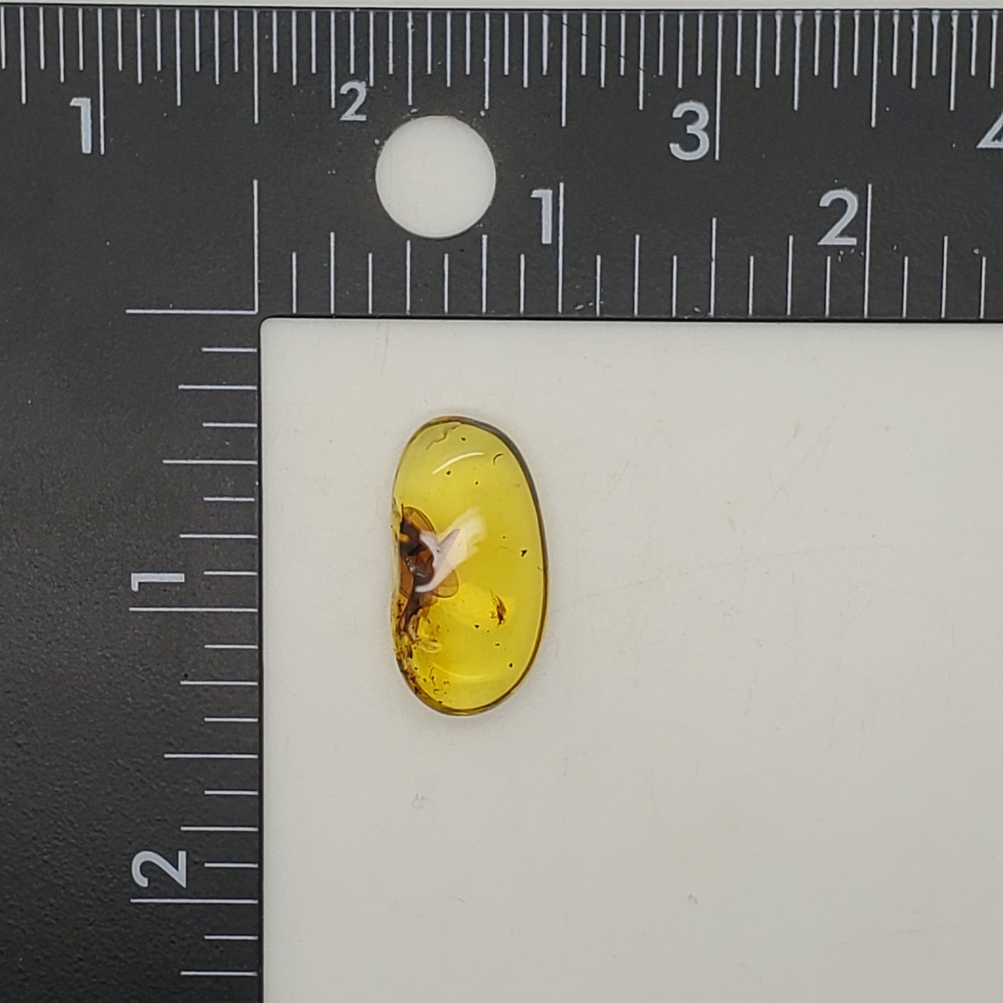 Amber with Insect Parts and Inclusions