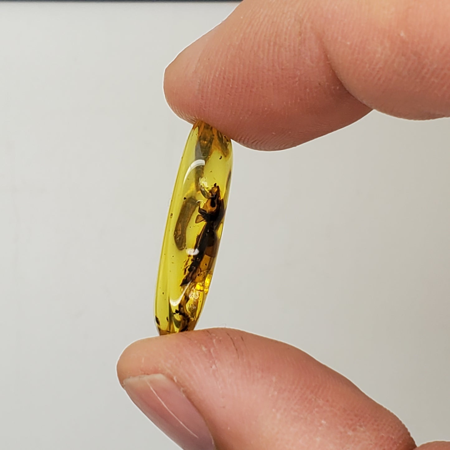 Amber with Insect Parts and Inclusions