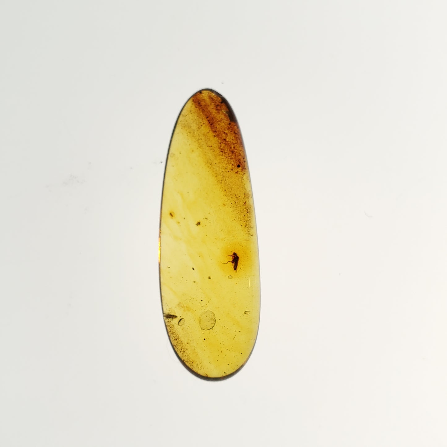 Colombian Amber with Insect and Inclusions