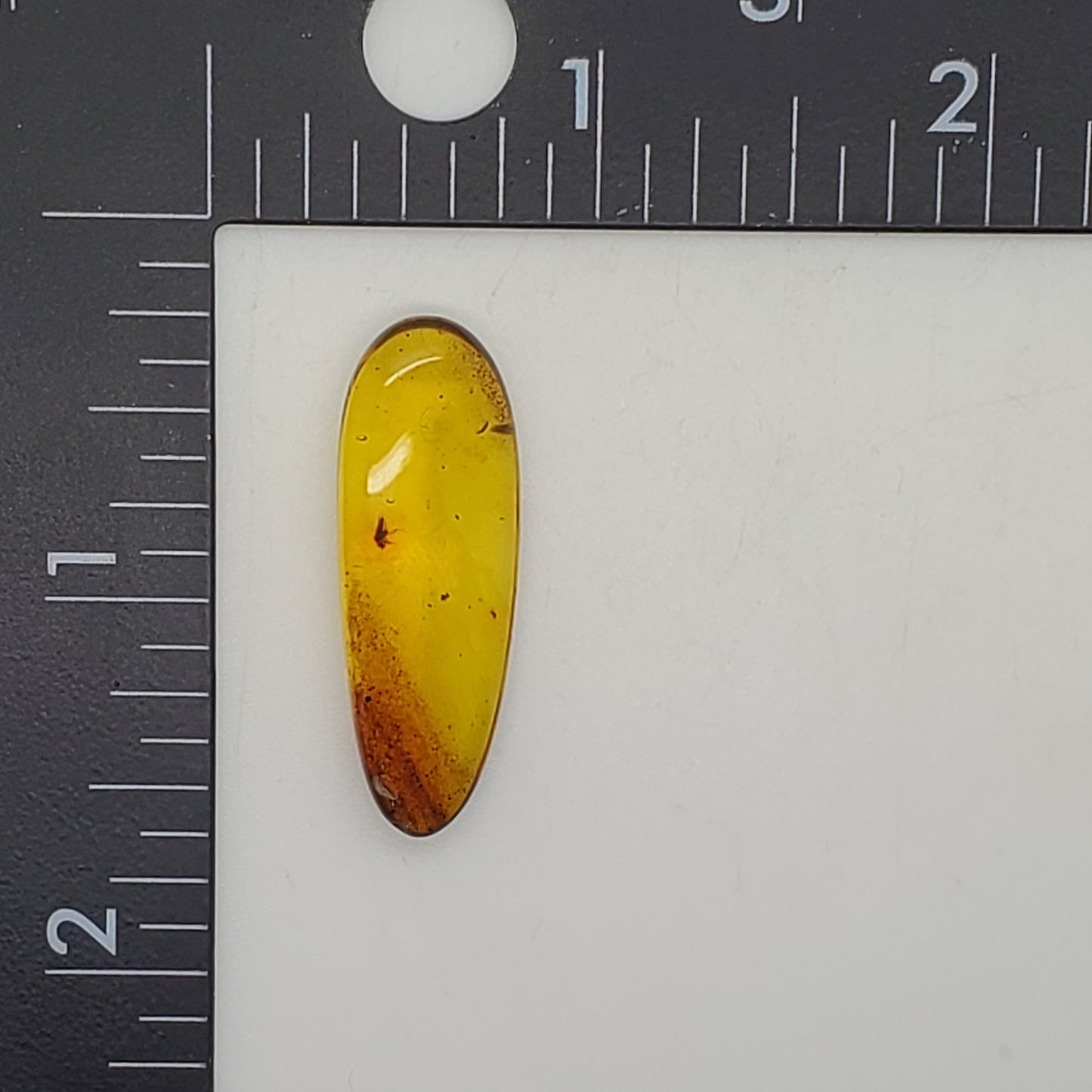 Colombian Amber with Insect and Inclusions
