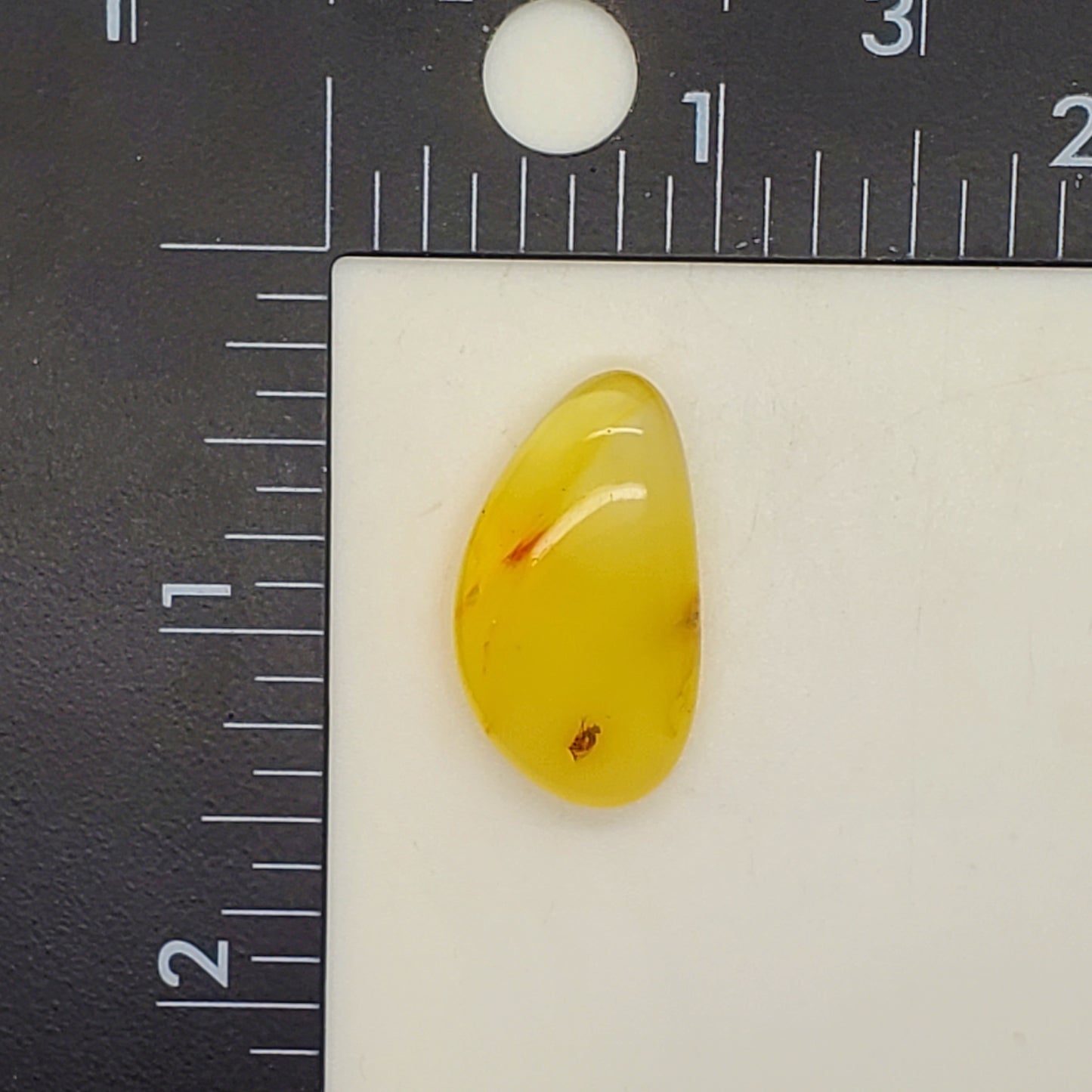 Amber with Inclusions