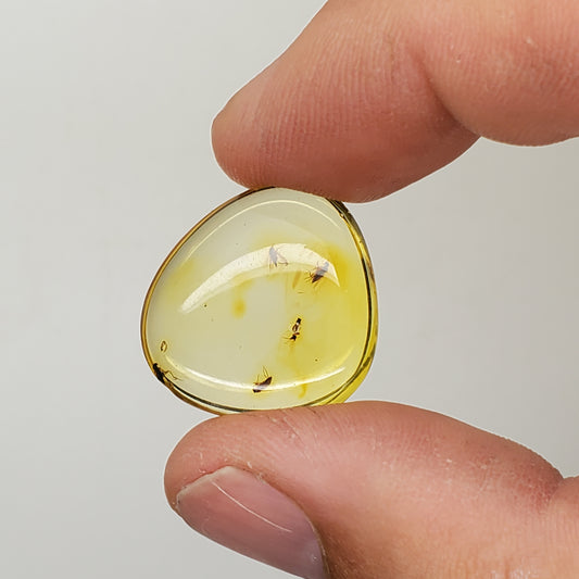 Amber with 4+ Insects and Inclusions