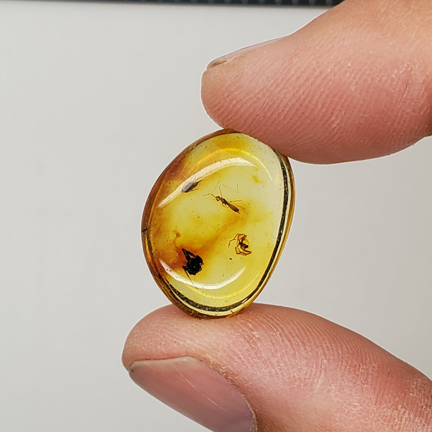 Amber with Mosquito 2 Spiders and Inclusions
