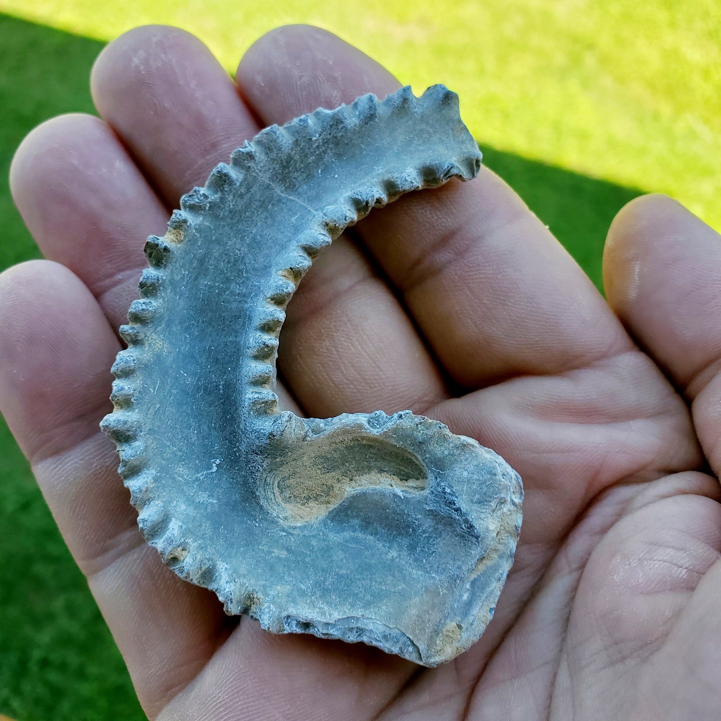 Biting Clam Fossil Halves Rastellum Carinatum