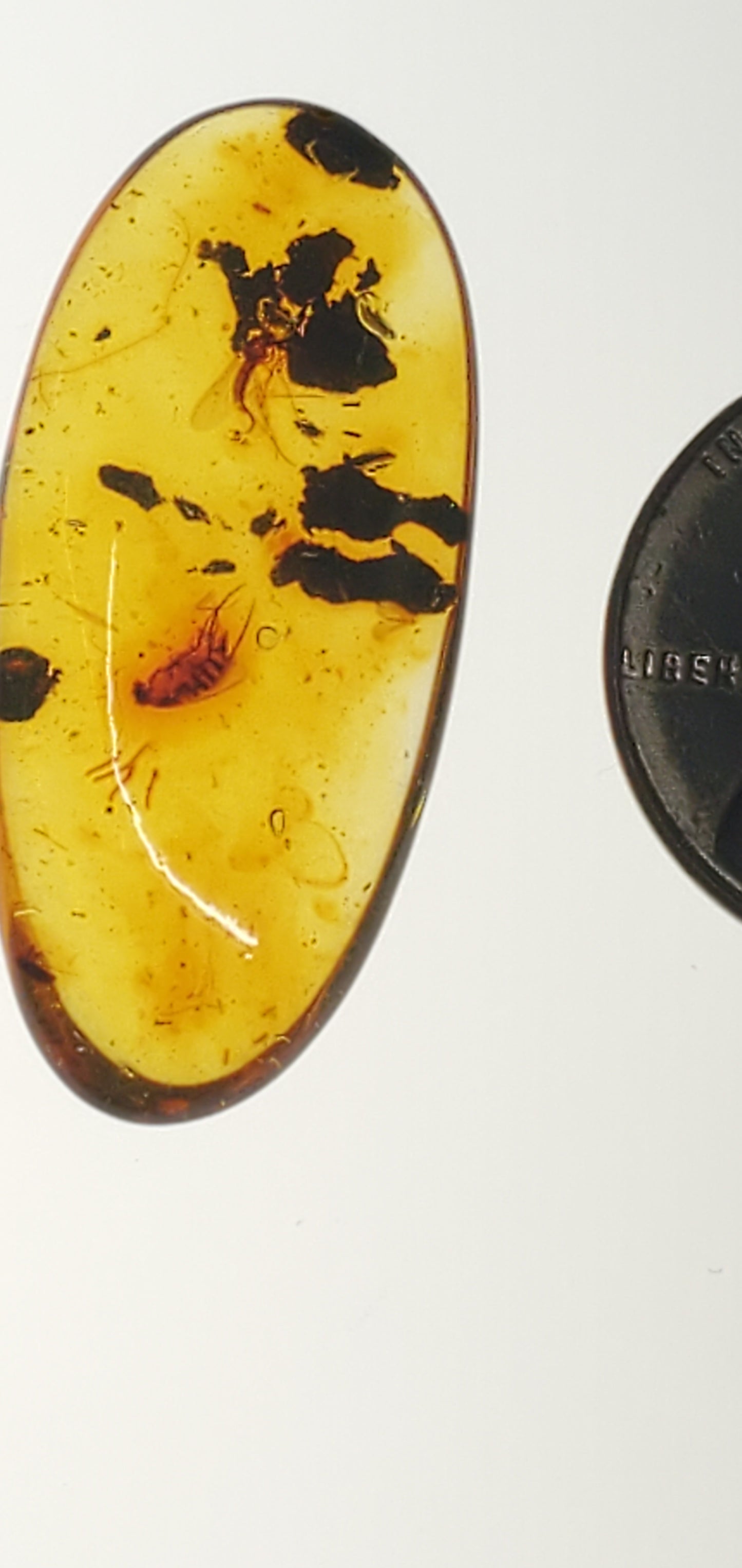 Amber with Insects and Inclusions