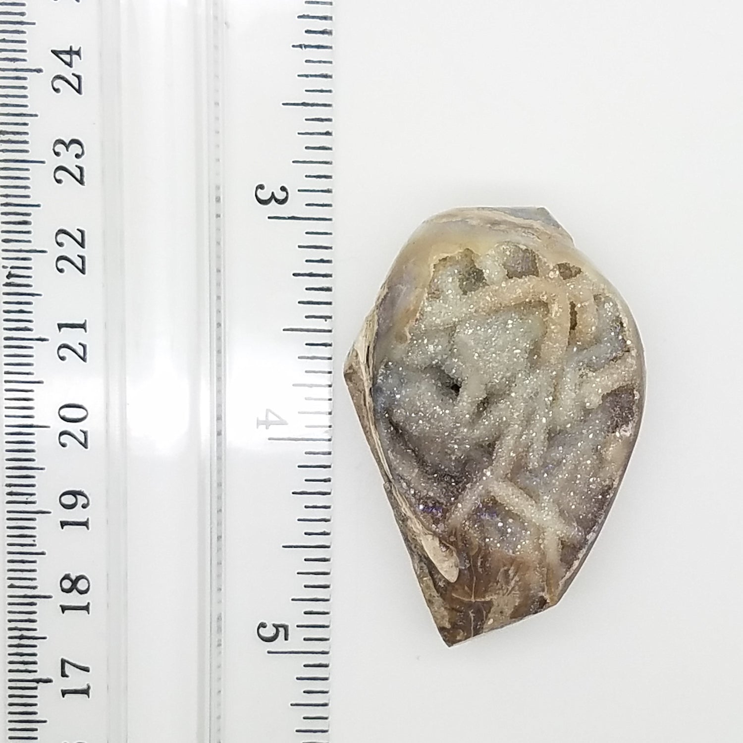 Large Spiralite Aura Fossil - The Meteorite Traders