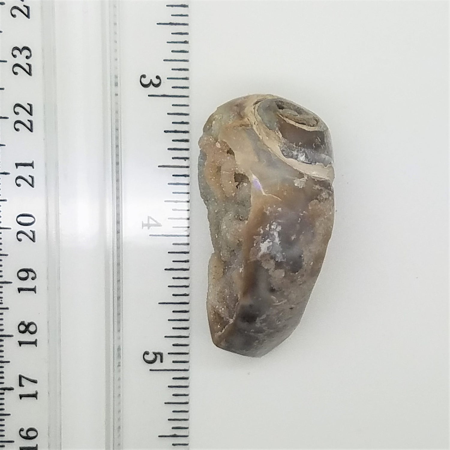 Large Spiralite Aura Fossil - The Meteorite Traders