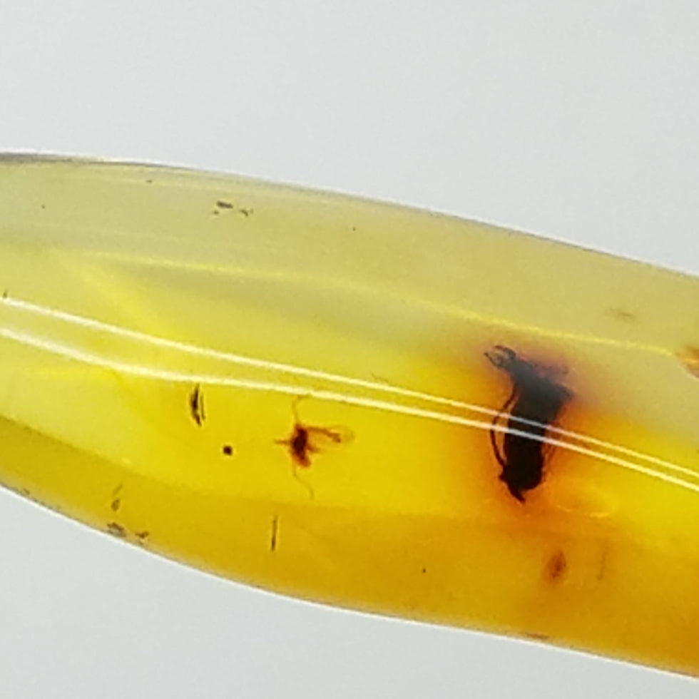 amber specimen 262