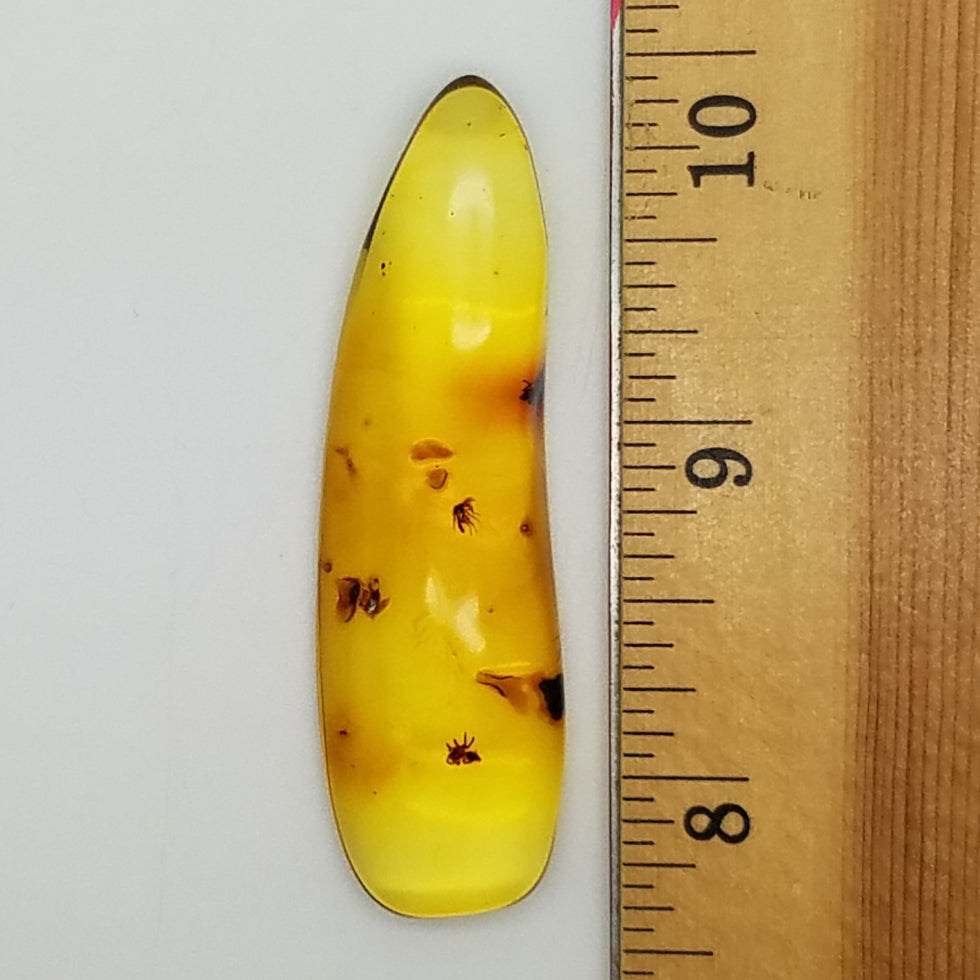 amber specimen 262