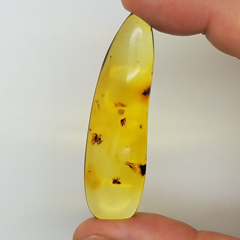 amber specimen 262