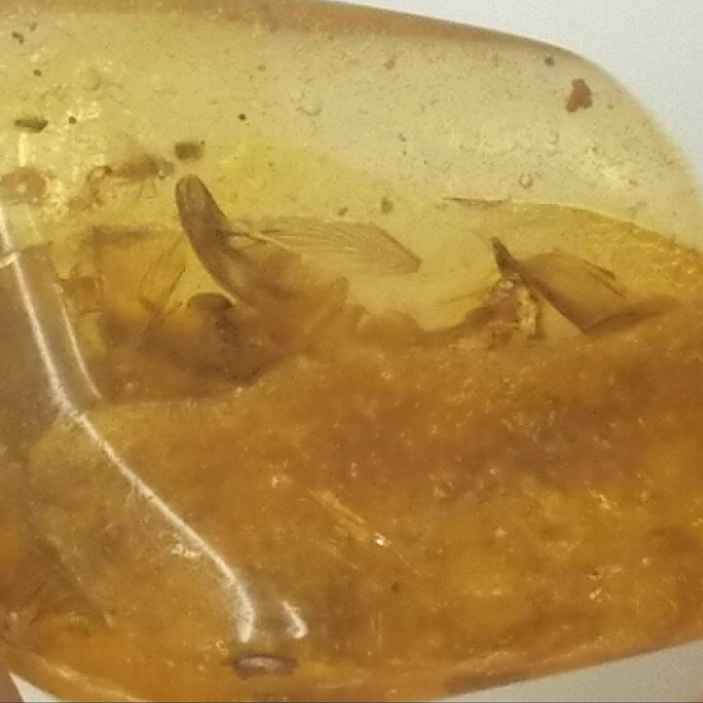 AMBER | Colombia | Polished A-18 | Fossil | Metaphysical |Bugs and Inclusions