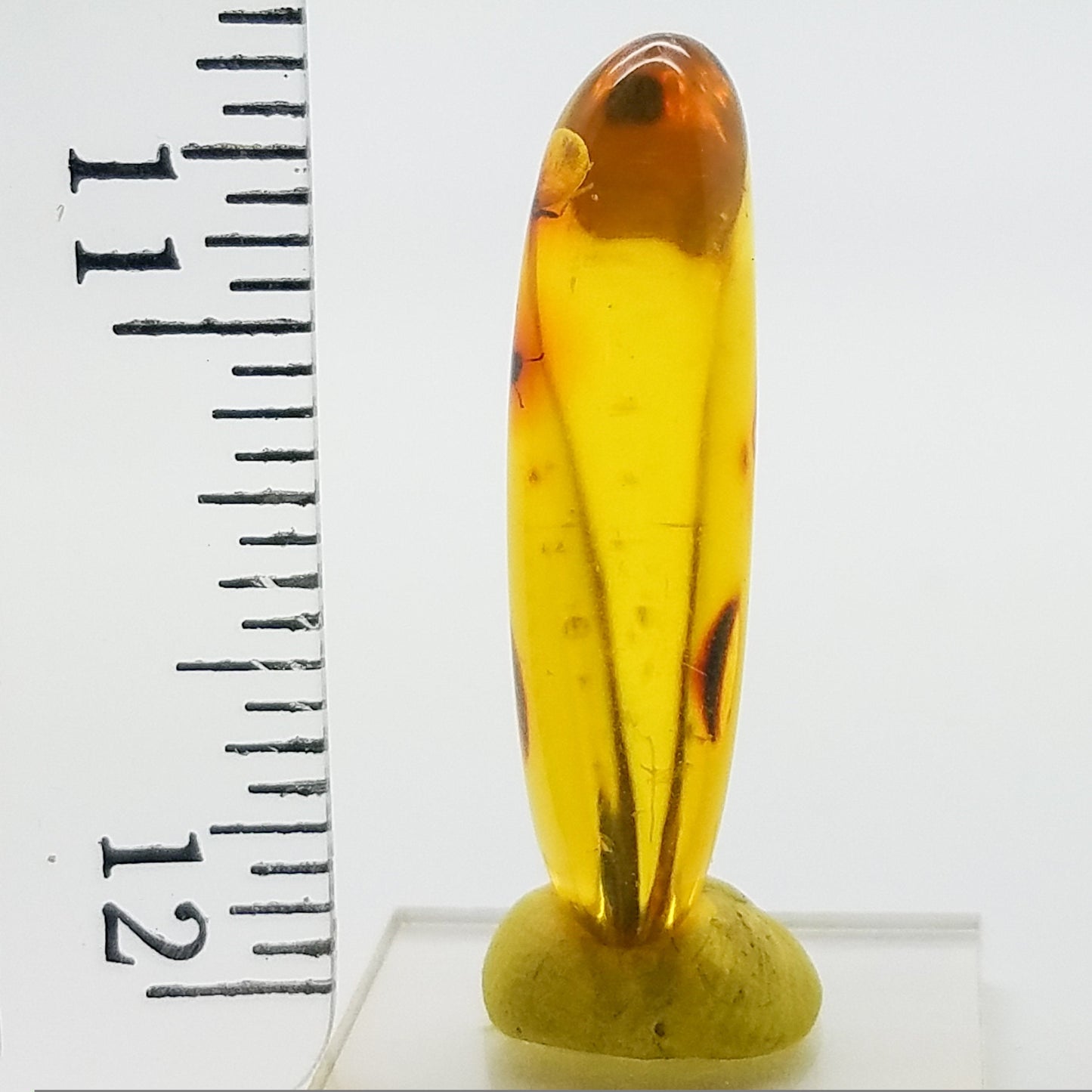 Superb AMBER with 3 Insect Inclusions | Colombia