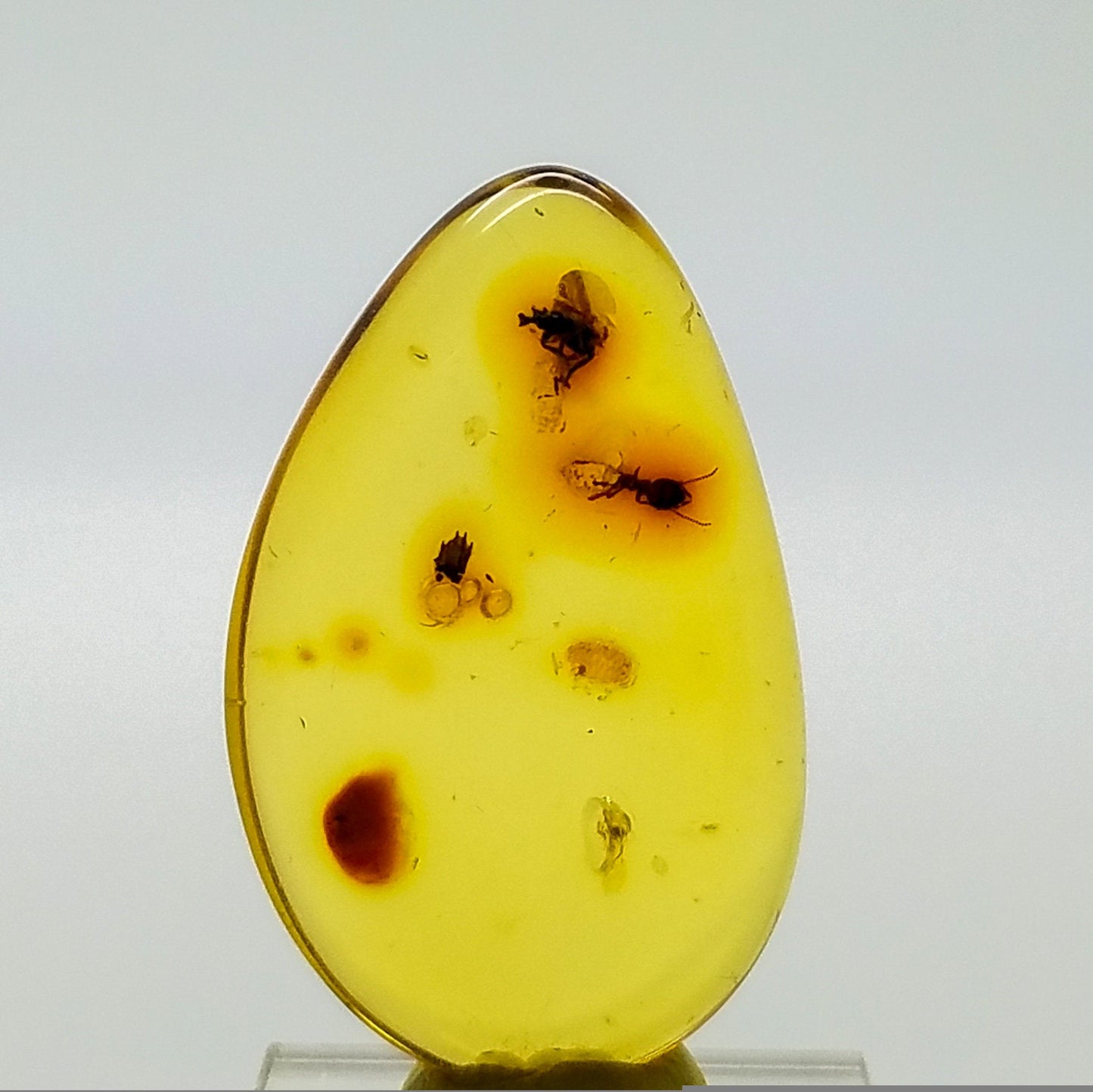 Superb AMBER with 3 Insect Inclusions | Colombia