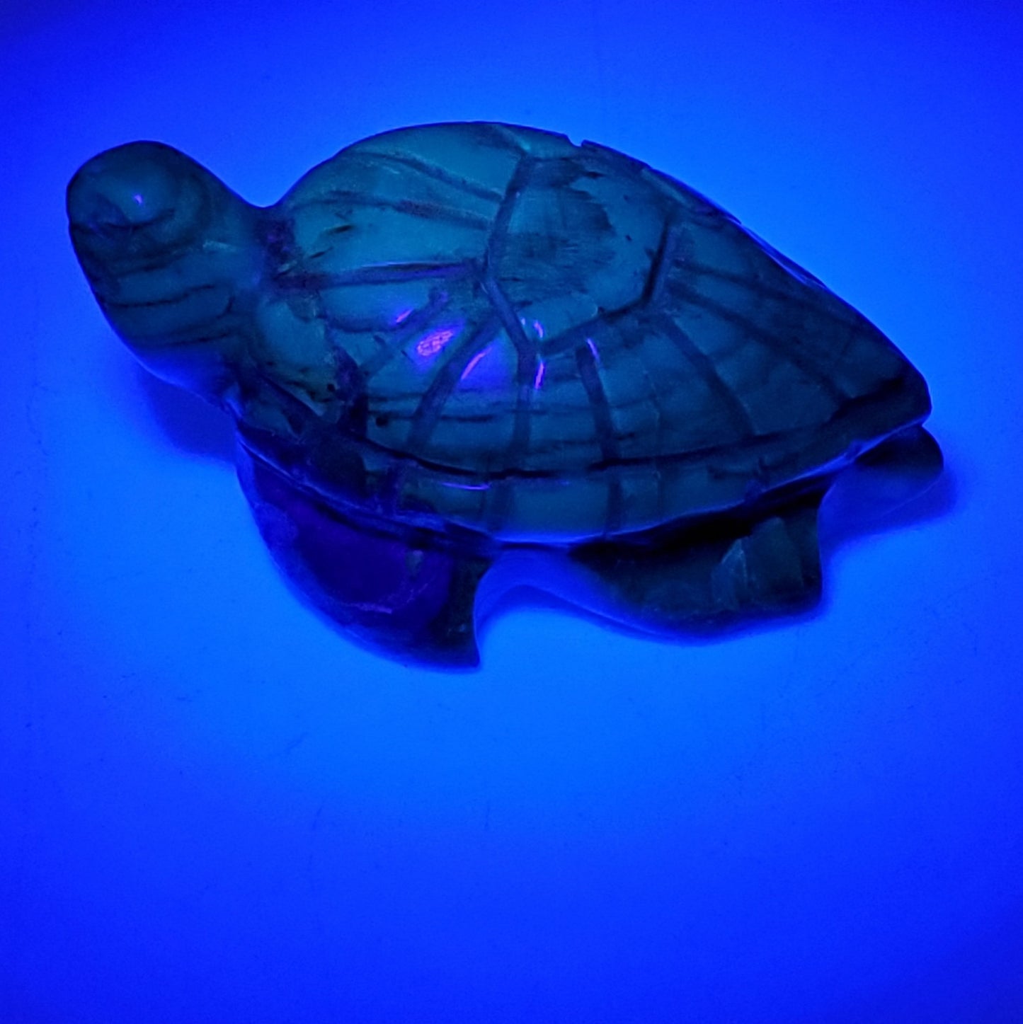 TURTLE Talisman | AMBER Carving | UV Reactive