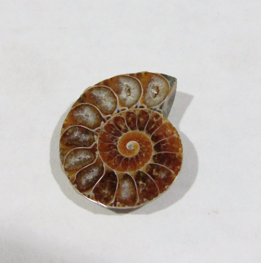 Ammonite