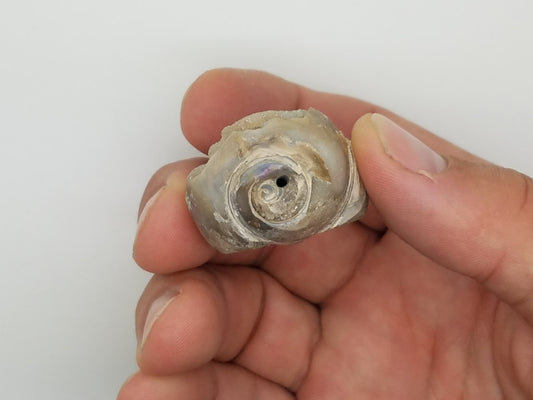 Large Spiralite Aura Fossil - The Meteorite Traders