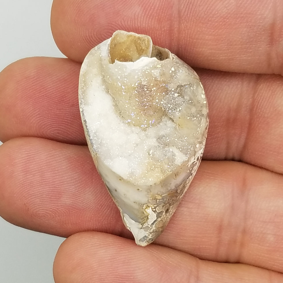 Medium Spiralite Aura Fossil - The Meteorite Traders