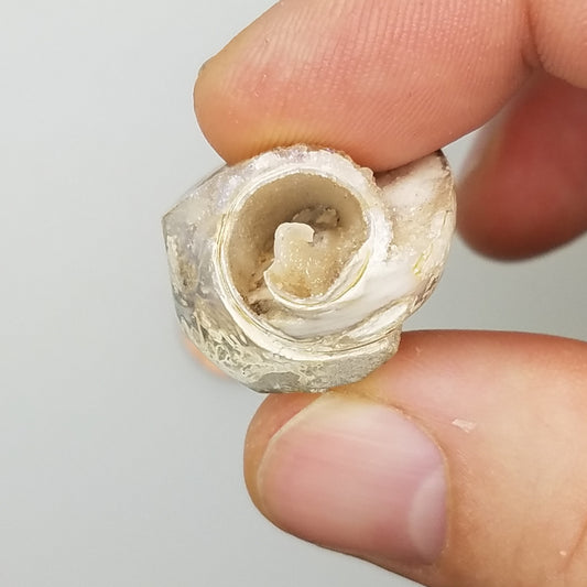 Medium Spiralite Aura Fossil - The Meteorite Traders