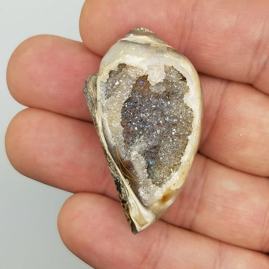 Medium Spiralite Aura Fossil - The Meteorite Traders