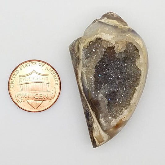 Medium Spiralite Aura Fossil - The Meteorite Traders