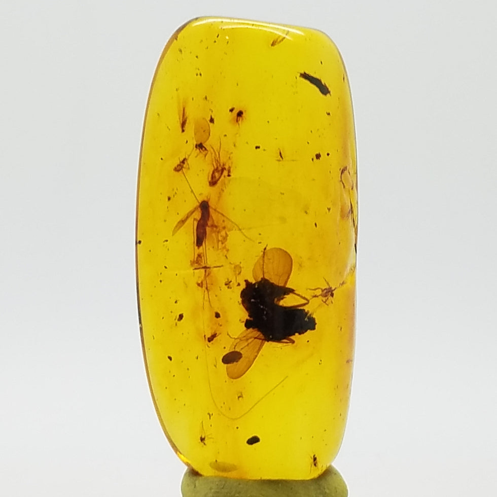 Polished Amber 10+ Mosquitoes and Insects - The Meteorite Traders