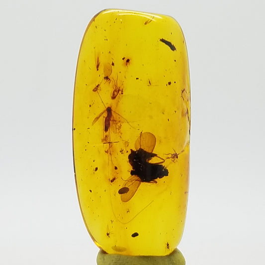 Polished Amber 10+ Mosquitoes and Insects - The Meteorite Traders