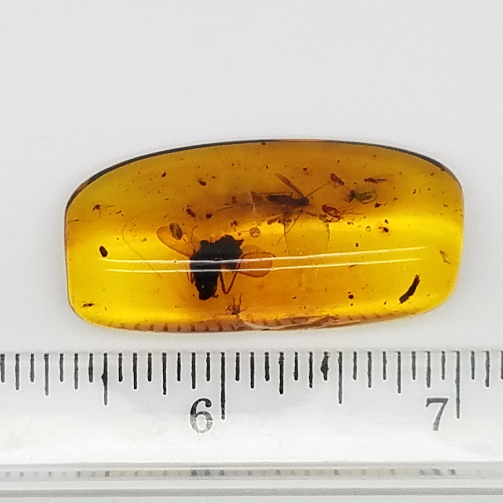 Polished Amber 10+ Mosquitoes and Insects - The Meteorite Traders