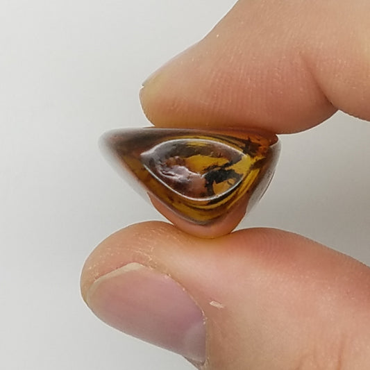 Polished Amber 10+ Mosquitoes and Insects - The Meteorite Traders