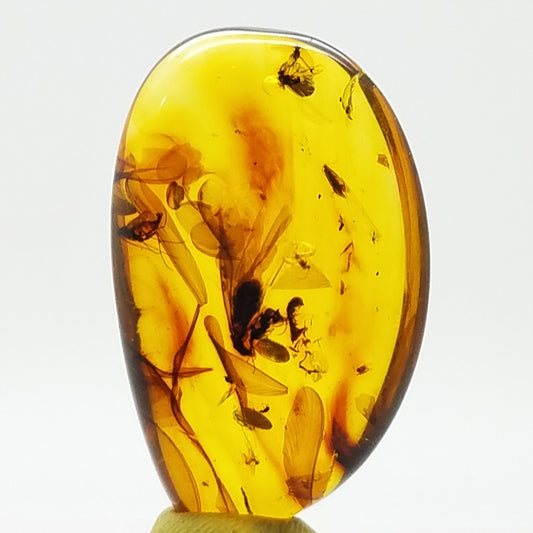 Polished Amber 15+ Insects and Inclusions - The Meteorite Traders