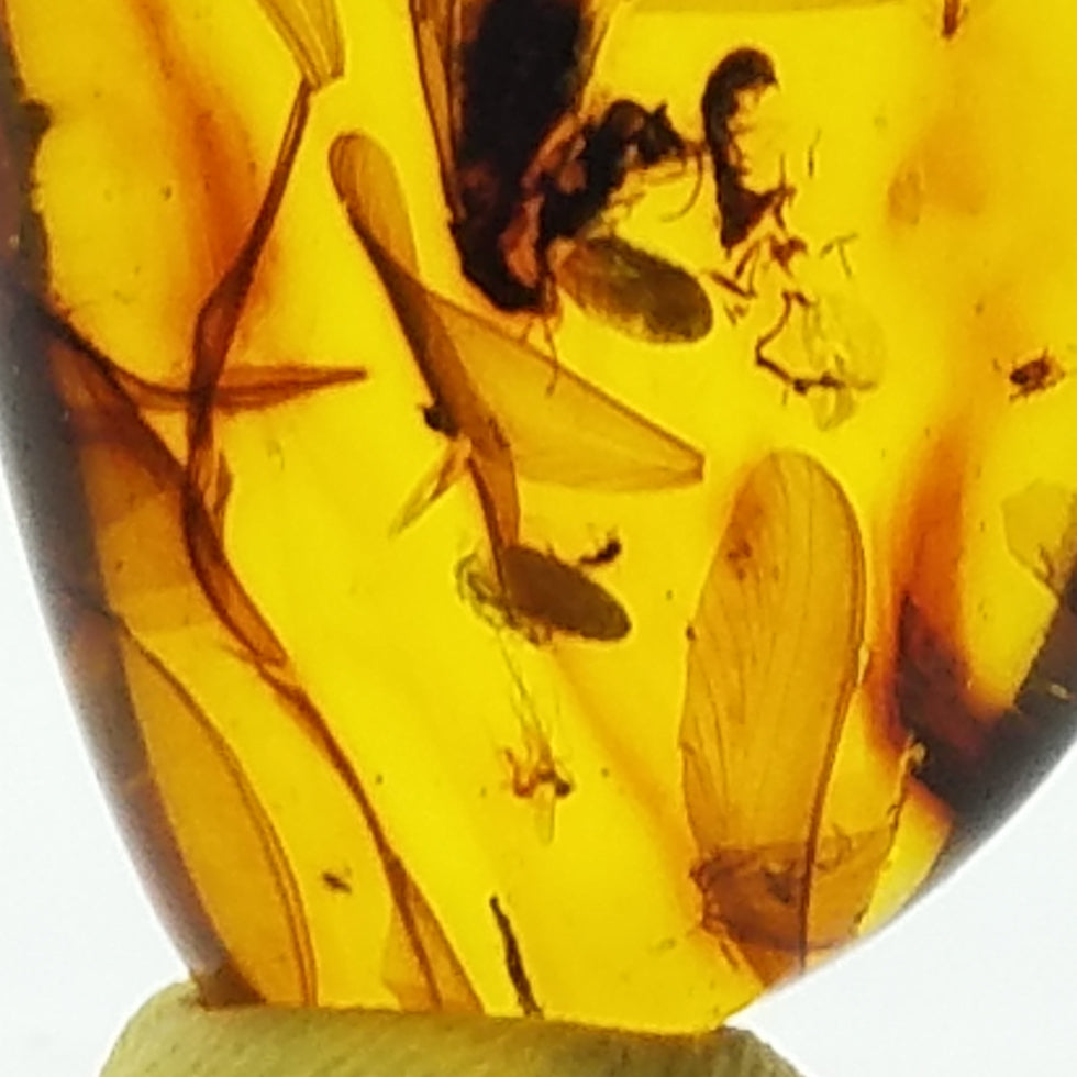 Polished Amber 15+ Insects and Inclusions - The Meteorite Traders
