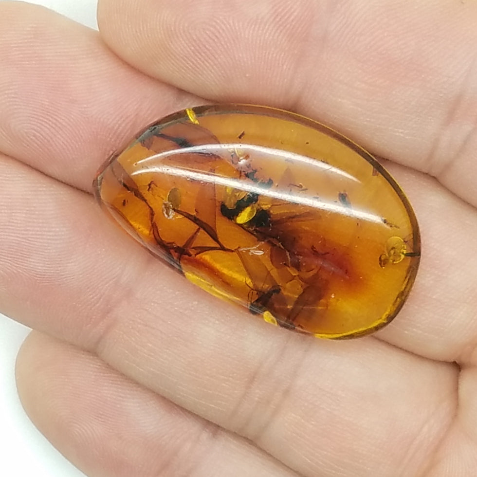 Polished Amber 15+ Insects and Inclusions - The Meteorite Traders