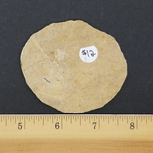 Knightia Fossil Fish - The Meteorite Traders