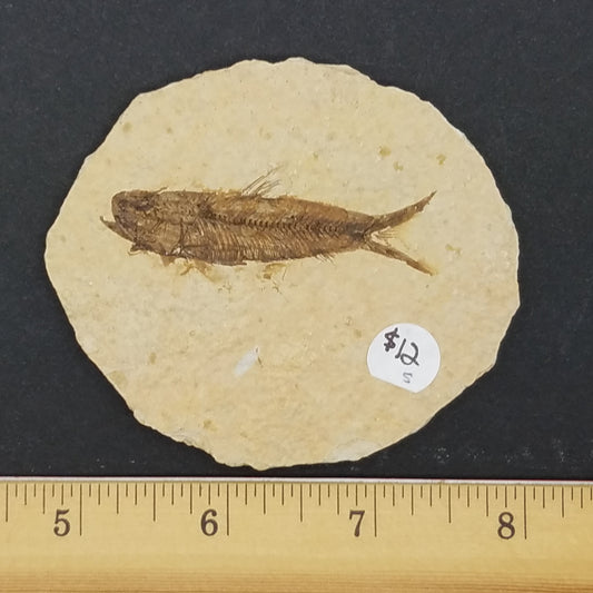 Knightia Fossil Fish - The Meteorite Traders