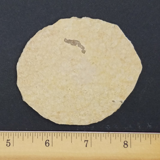 Knightia Fossil Fish - The Meteorite Traders