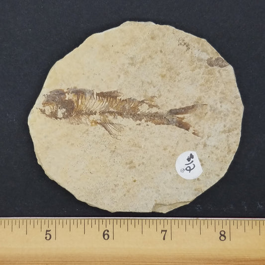 Knightia Fossil Fish - The Meteorite Traders