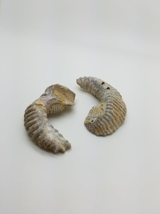 Biting Clam Fossil Halves Rastellum Carinatum