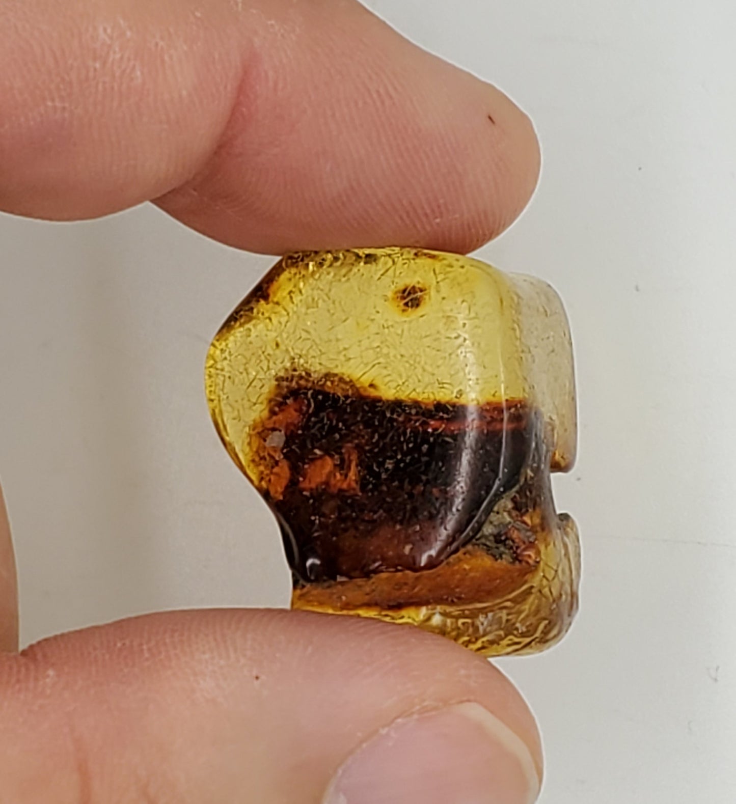 Baltic Amber Specimen
