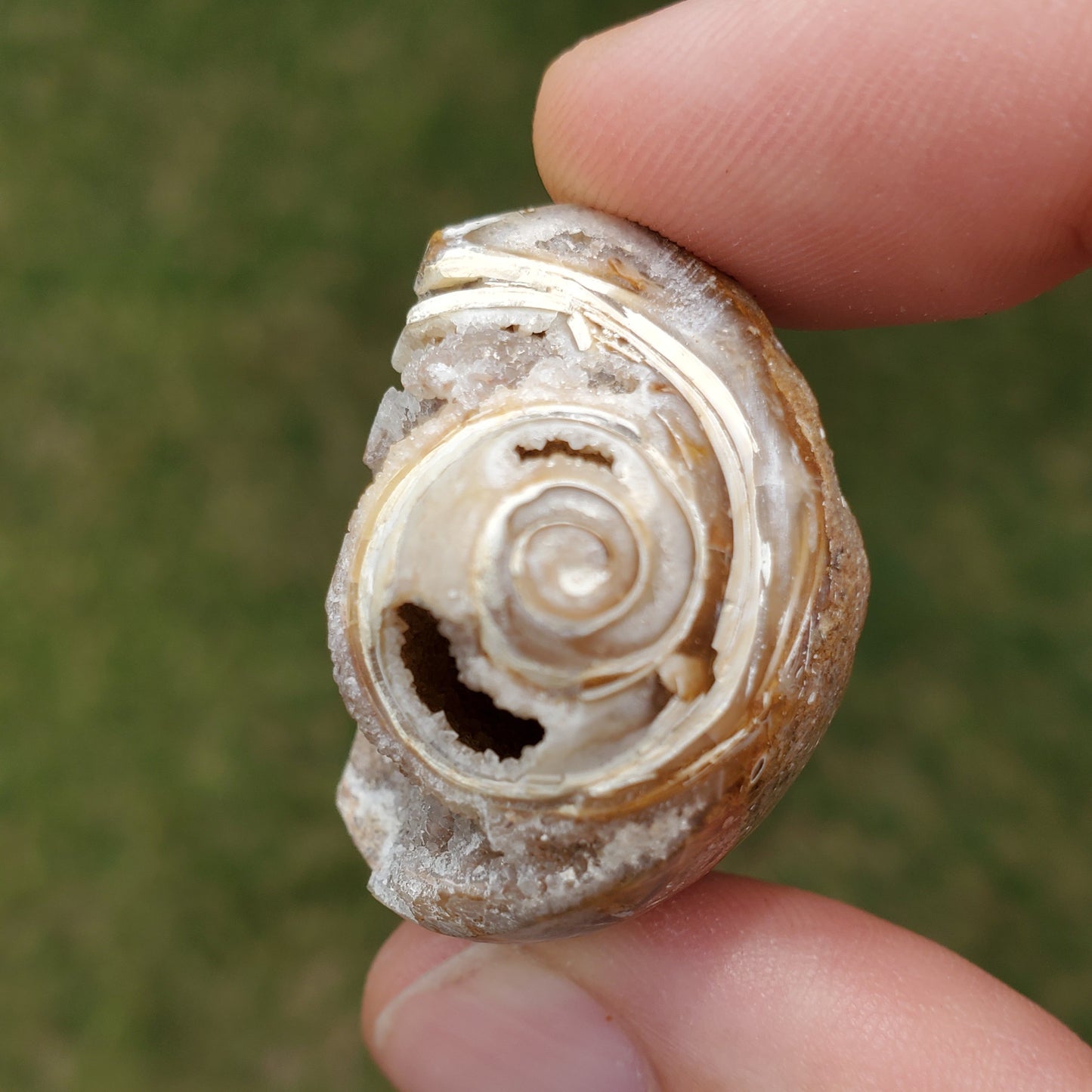 Spiralite Aura Fossil Pendant