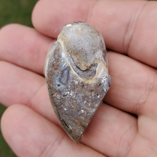Spiralite Rainbow Aura Fossil