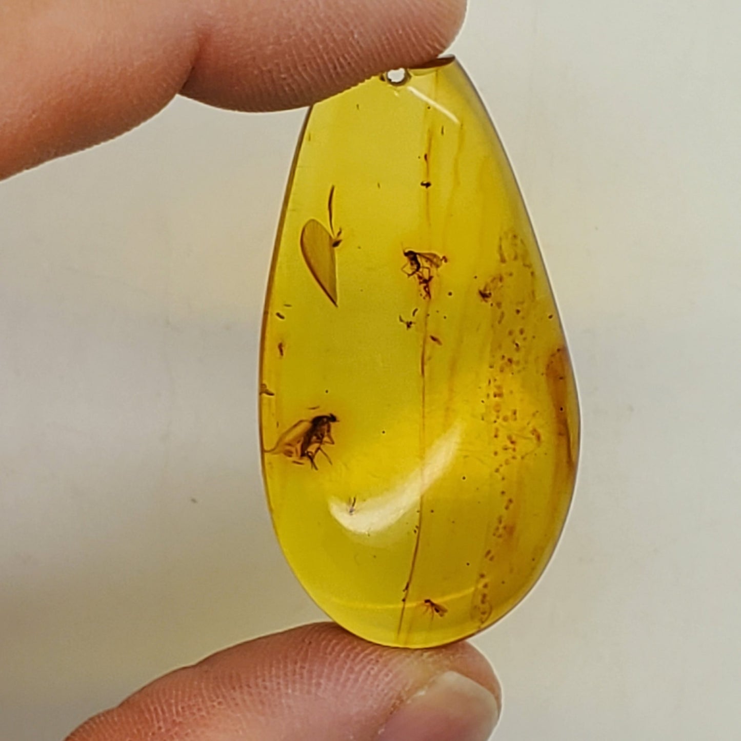 Colombian Amber Specimen with bugs included