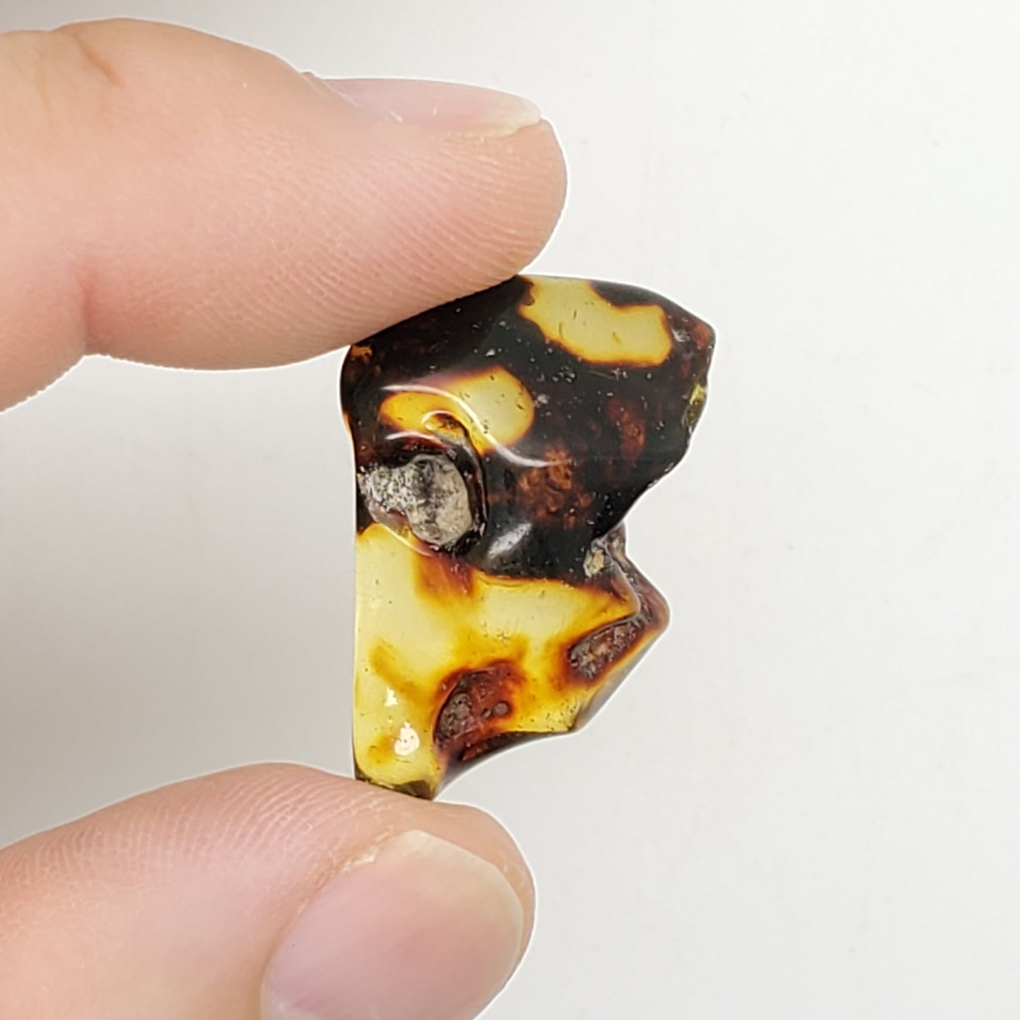 Baltic Amber Specimen