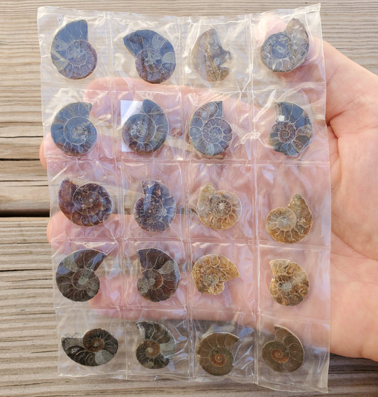 Ammonite Fossils Wholesale