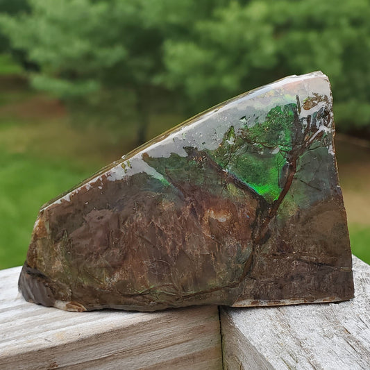 Ammolite Specimen Edge of Spiral Fossil