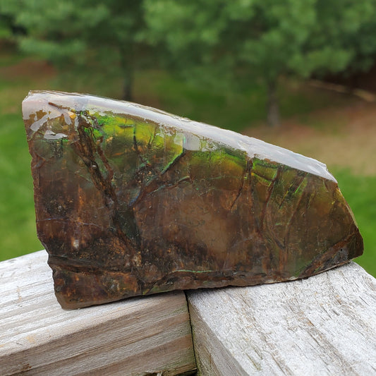 Ammolite Specimen Edge of Spiral Fossil