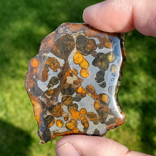 Sericho Pallasite Meteorite Large Slice Specimen MSK2